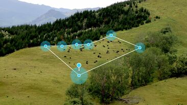 Cattle grazing within the confines of a virtual fence, allowing improved pasture management. 
