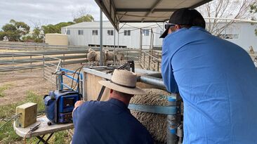 A recently published paper has looked into the profitability of pregnancy scanning sheep for litter size, under a multitude of scenarios.