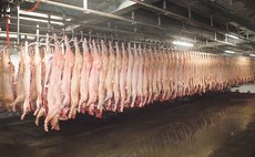 Record low slaughterings as pig prices climb