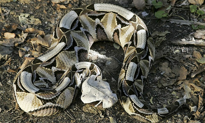 Snake bites cause 30,000 deaths annually in Africa Snake bites cause 30,000 deaths annually in Africa