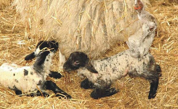 First week of life focus key to good survival rates in lambs and calves