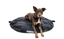 A kelpie-approved dog bed.