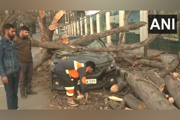 J-K: Several trees uprooted across Srinagar due to strong winds, cleanup operations underway