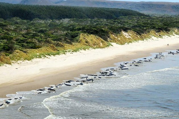 Dozens of pilot whales feared dead in Australian mass stranding