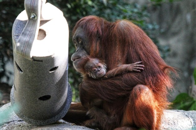 Denver Zoo orangutans escape into hallway after door malfunction