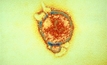 New advice issued for Hendra virus vaccine