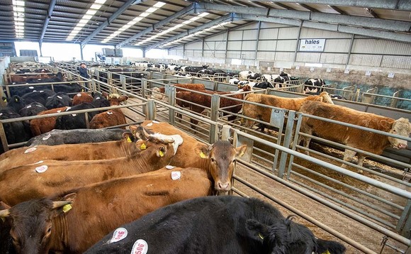 Beef and lamb values hold steady for now