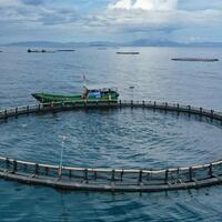 HainanOutlook | Tuna farming boosts high-quality development of fishery industry in S China's Hainan