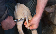 Tail docking should be a 'last, not a first resort', say leading veterinary organisations