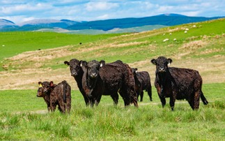  Deadline fast approaching for Scottish Suckler Beef Support Scheme