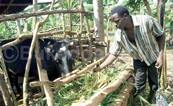 Godfrey Lutalo alina yiika z’olusuku ttaano naye ente yazizimbiramu ebiyumba.438,000 Godfrey Lutalo alina yiika z’olusuku ttaano naye ente yazizimbiramu ebiyumba.438,000