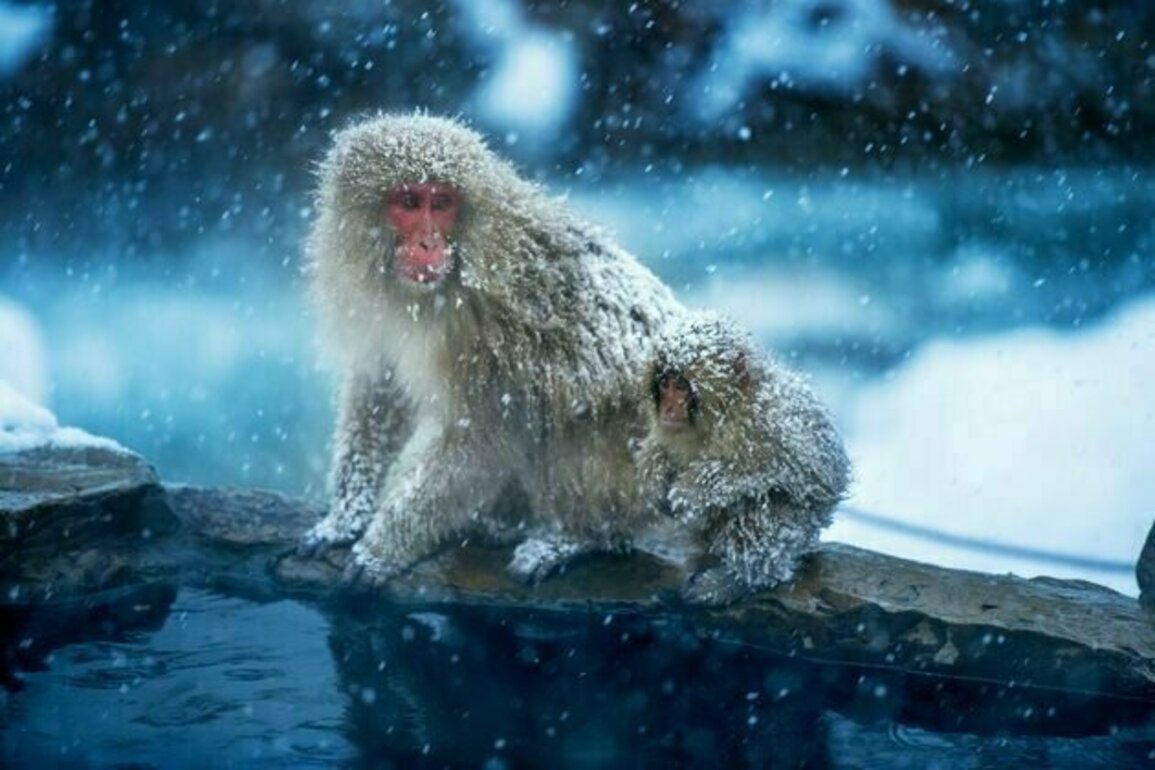 Our primate ancestors evolved in the cold - not the tropics
