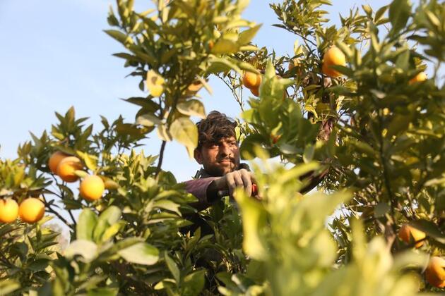 The unwavering hope in Afghanistan's orange orchards
