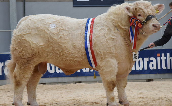 STIRLING BULL SALES: Two-time 25,000gns high for Charolais