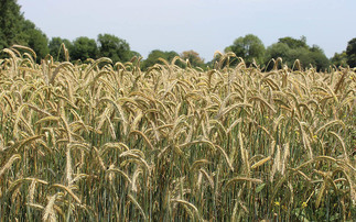 British crops could be illegal under new EU rules, says industry adviser