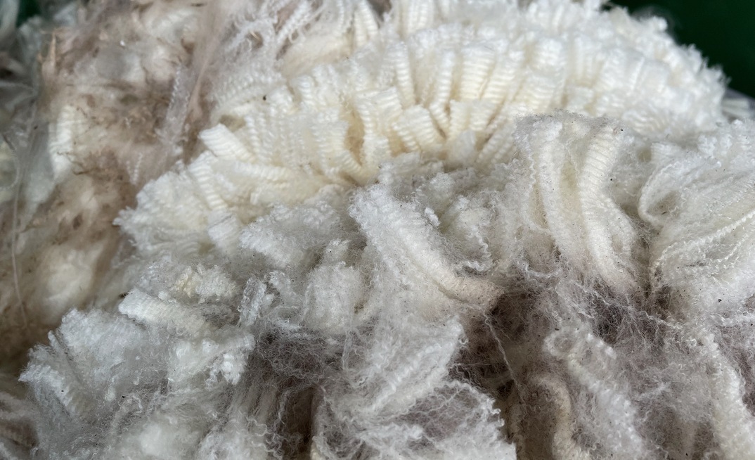 AWI is urging wool producers to carefully monitor stock feeding following disasters like bushfires in an effort to minimise nutrition-related damage to wool.