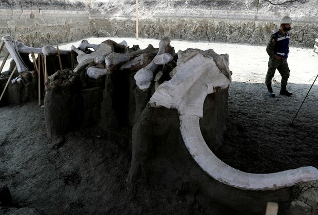 Mexican Airport Site Emerges as Major Graveyard of Ice Age Mammoths