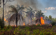Top supermarkets urge producers to stand by under fire Amazon Soy Moratorium