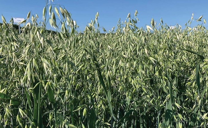Quality spring oat poised to enter market