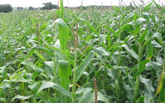 Partner Insight: Managing Maize