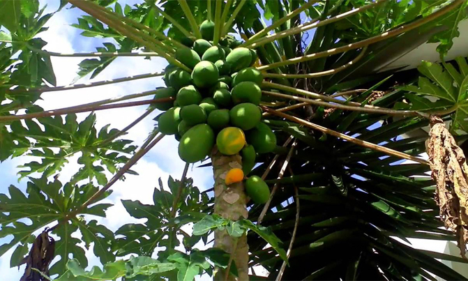 Earn sh20m growing pawpaws Earn sh20m growing pawpaws