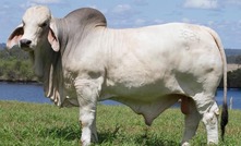 Brahman breaks sale record