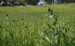NSW weeds report open to public