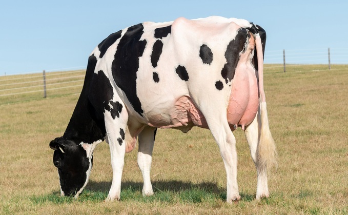 Genosource Jumpstart P £PLI 919) topped Holstein genomic young sires, transmitting 56.8kg fat (+0.28%) and 35.9kg protein (+0.12%).