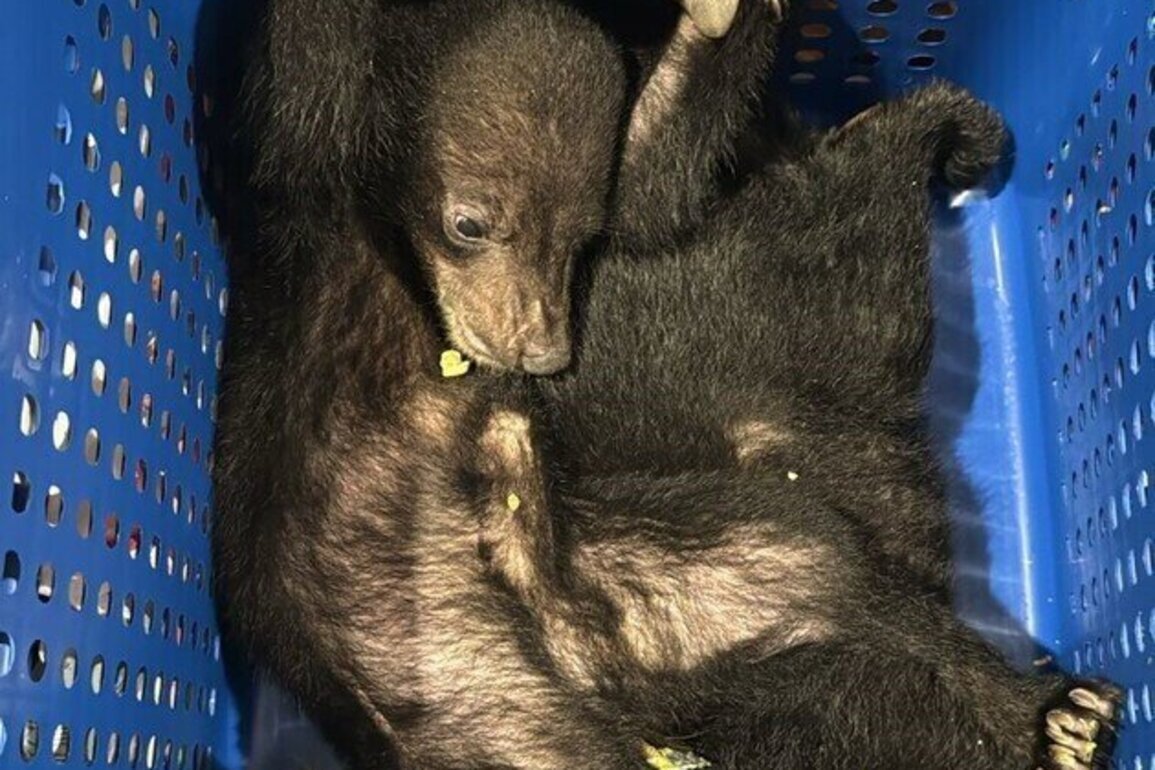Dubai Customs intercepts rare wildlife smuggling attempt under CITES rules