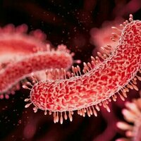 As tuberculosis cases rise in the US and worldwide, health officials puzzle over the resurgence of a disease once in decline