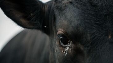 A new project, monitoring fly and beetle populations in the WA wheatbelt, is delivering interesting results. 