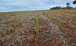 Crops are starting to emerge in southern areas of WA, while northern regions remain dry.