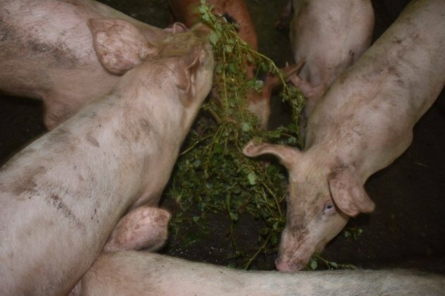 ASF affects hog raisers in La Union town