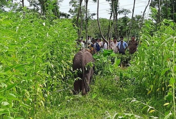 Elephant calf separated from herd, rescued in West Bengal