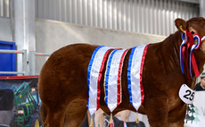 Bernish Valentine wins Northern Ireland Limousin Young Breeders' Club's Rising Stars Calf Show