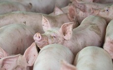Pig industry anger as Government admits import control lapses