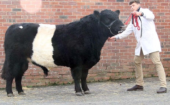 Belted Galloways sell to 8,000gns at Castle Douglas