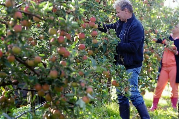 Study finds rise in pesticides in European fruit and vegetables