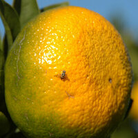 Genetic Discovery Advances Insect Pest Control Worldwide