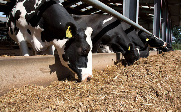 Breeding for feed-efficient dairy cows