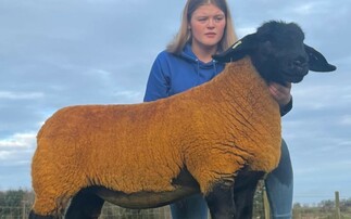 The top price ewe lamb at 1,900gns