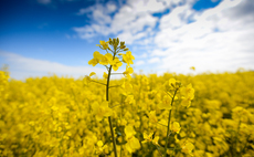 7 steps to successful oilseed rape reintroduction