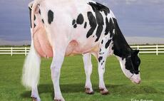 Bull proofs: Top butterfat and efficiency from leading proven Holstein sire