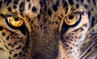  Jaguar is growing. Image: Unsplash/Dustin Humes