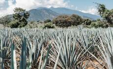 Beam Suntory takes shot at tequila's carbon footprint