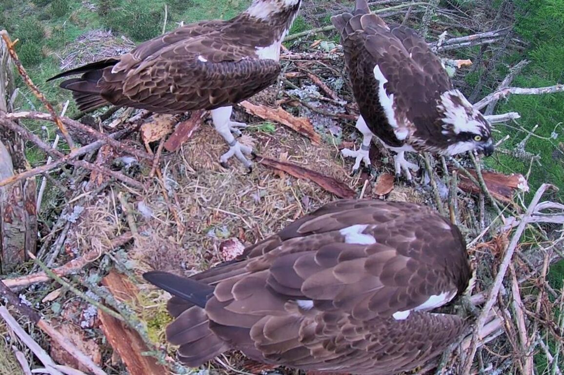 'Very rare' osprey love triangle spotted in Scots valley on livestream camera