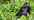 A western lowland gorilla Credit: Shutterstock/ Sergey Uryadnikov