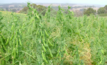 Agriculture Victoria has announced two new pea varieties. Image courtesy Agriculture Victoria.