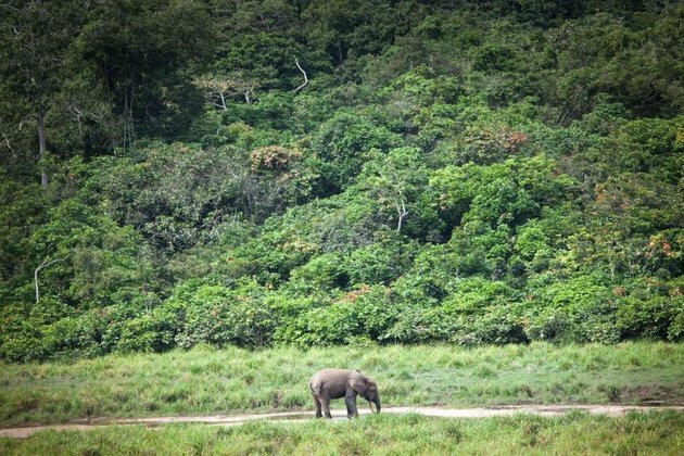 Earth&#039;s green lung rainforeststake centre stage at talks in Gabon
