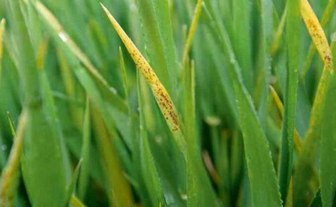 Crops are likely to face greater pressure from stress-related diseases such as ramularia Crops are likely to face greater pressure from stress-related diseases such as ramularia